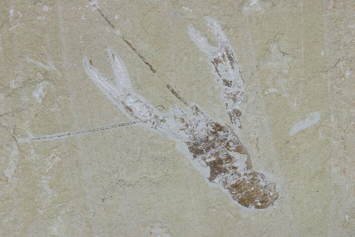 Cretaceous Lobster (Pseudostacus) Fossil - Hjoula, Lebanon #173151